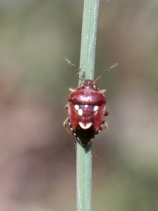 Alcuni eterotteri dei Colli Euganei